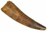 Fossil Spinosaurus Tooth - Real Dinosaur Tooth #365631-1
